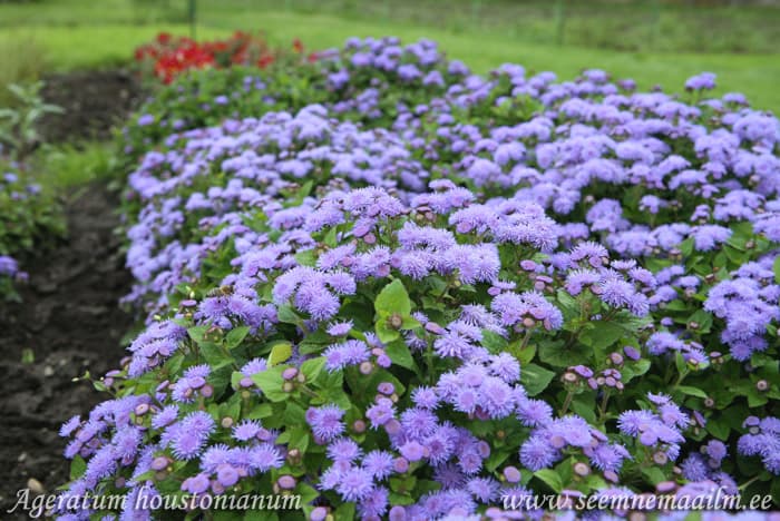 Ageratum mexicanum Mehhiko päsmaslill Ageratum houstonianum
